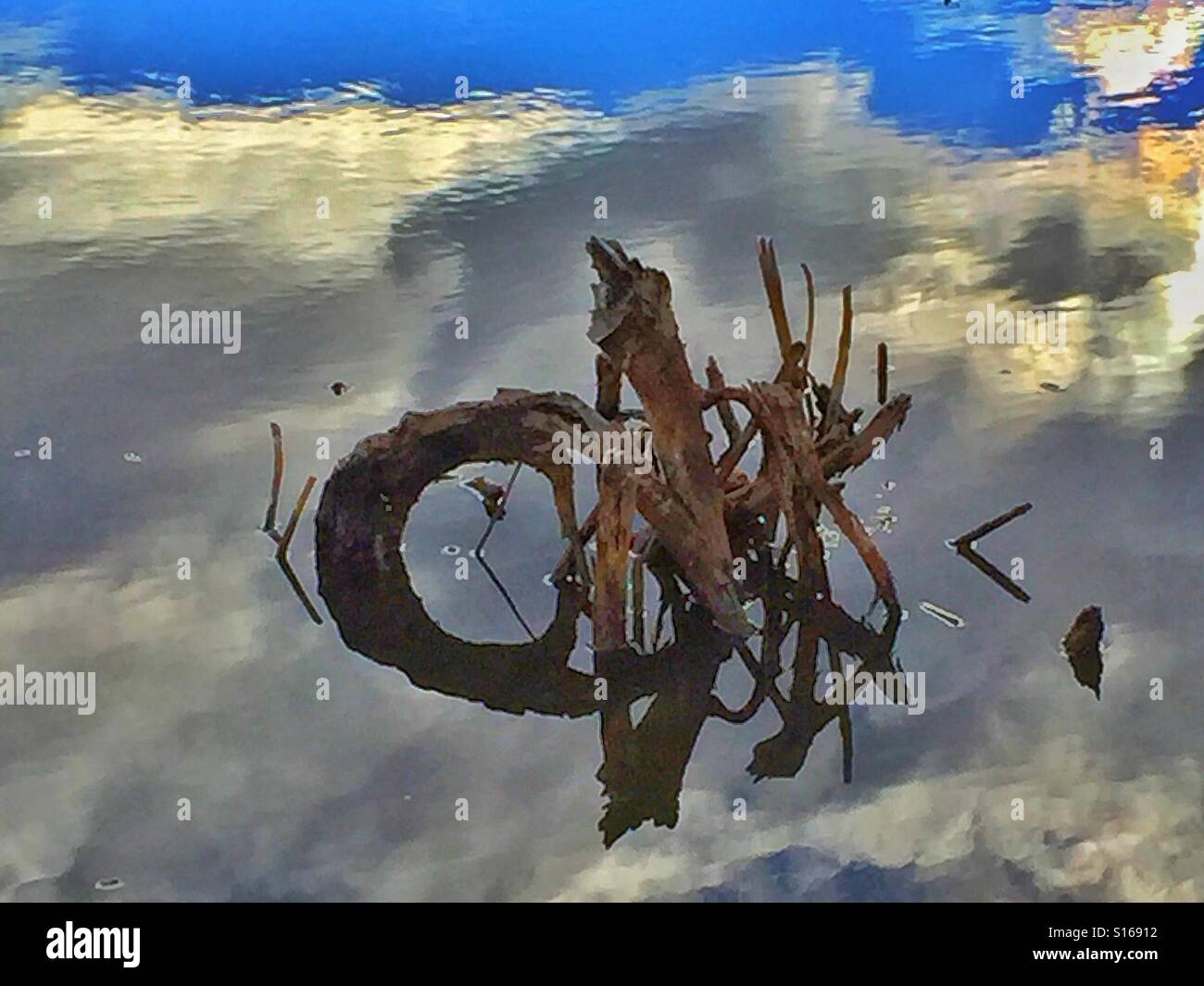 Reflections of a tree stump in a pond - Smartphone Captured Stock Image