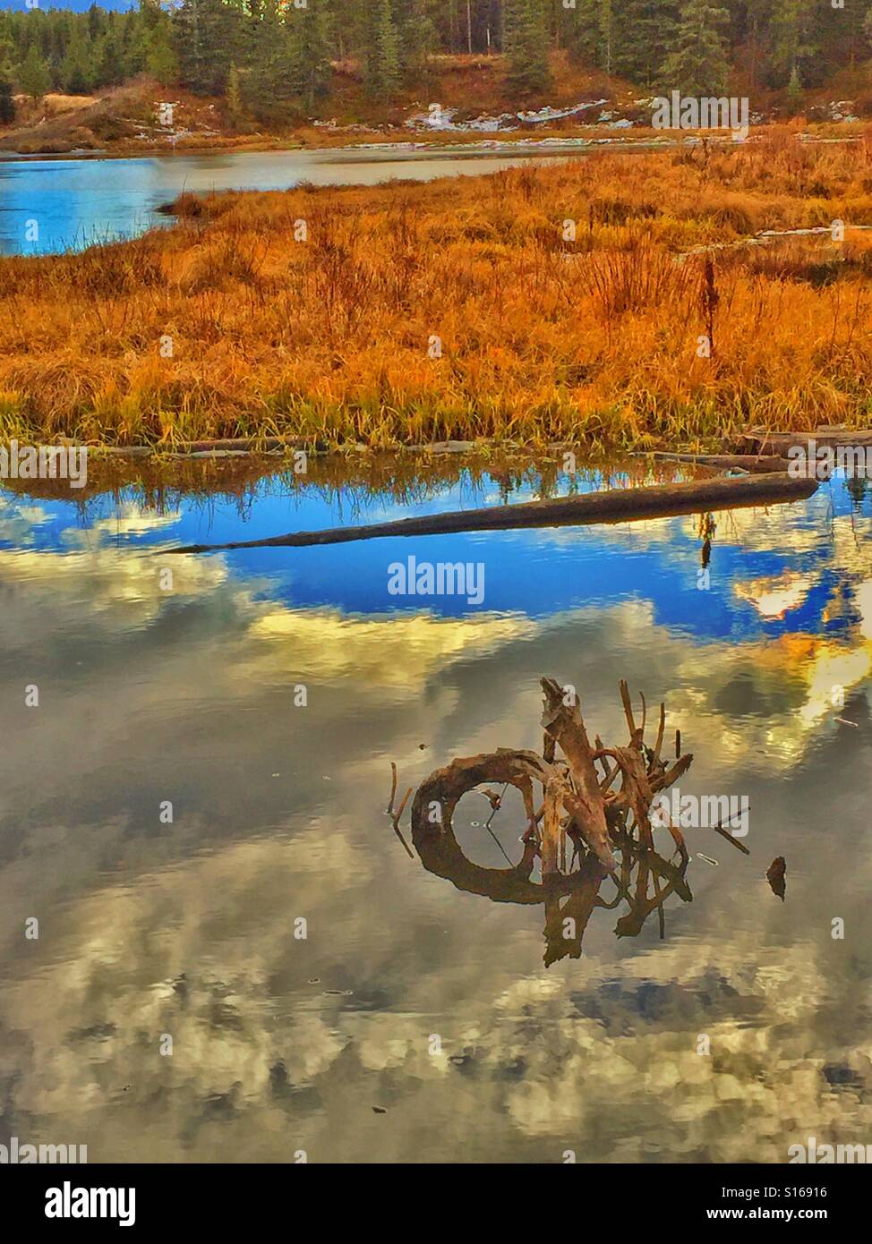 Reflections of a tree stump in a pond - Smartphone Captured Stock Image