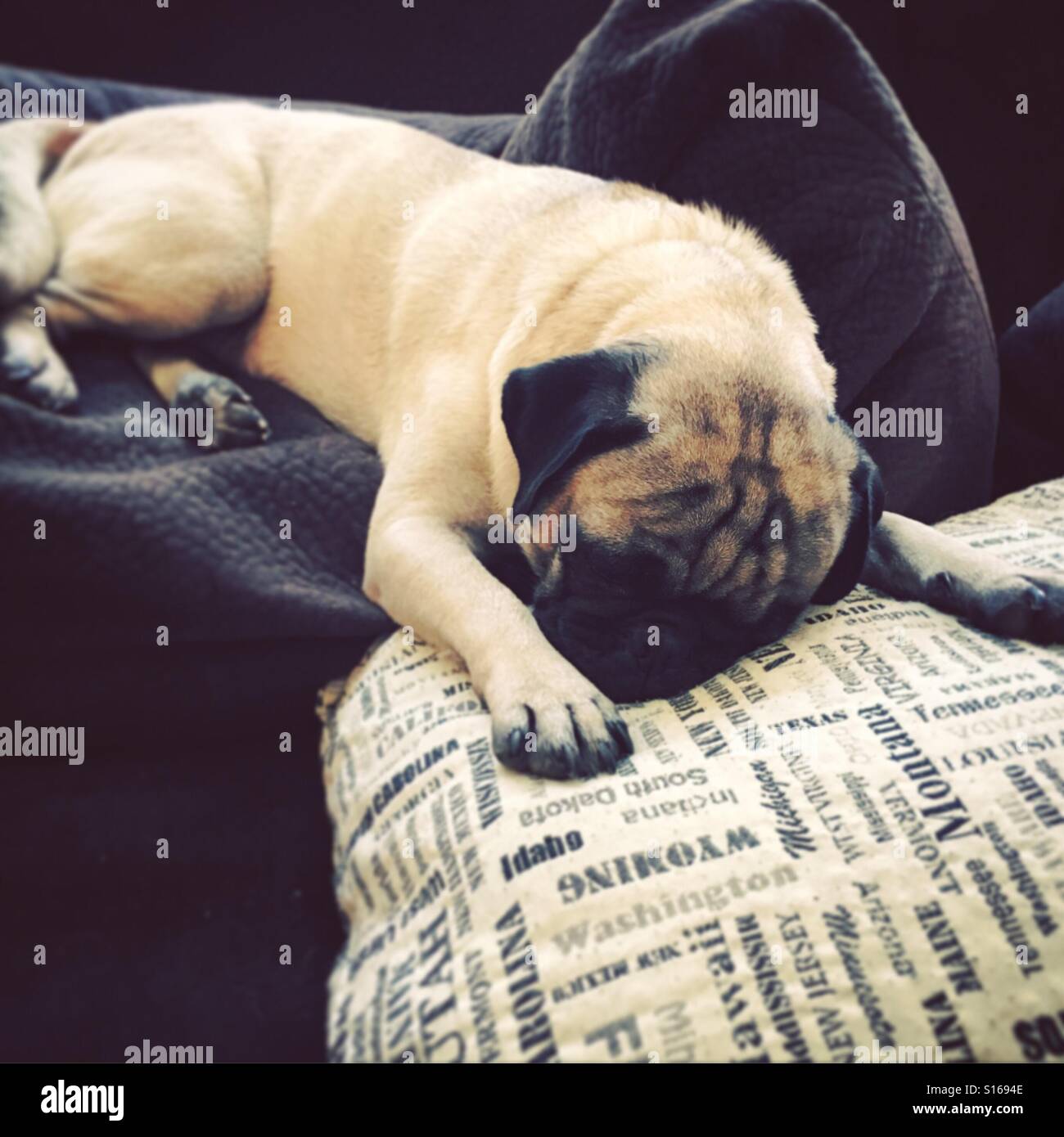 Lazy Pug Stock Photo