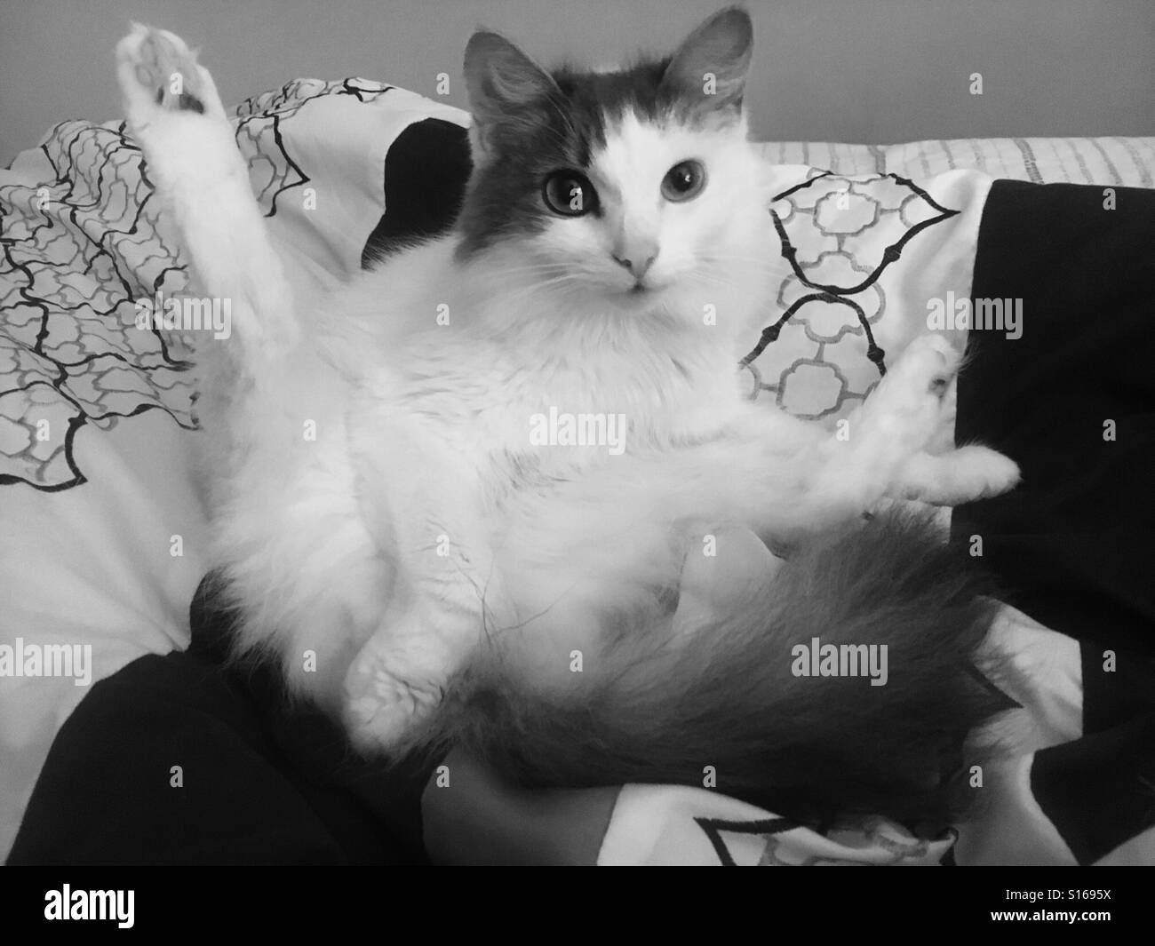 harmony house for cats yoga
