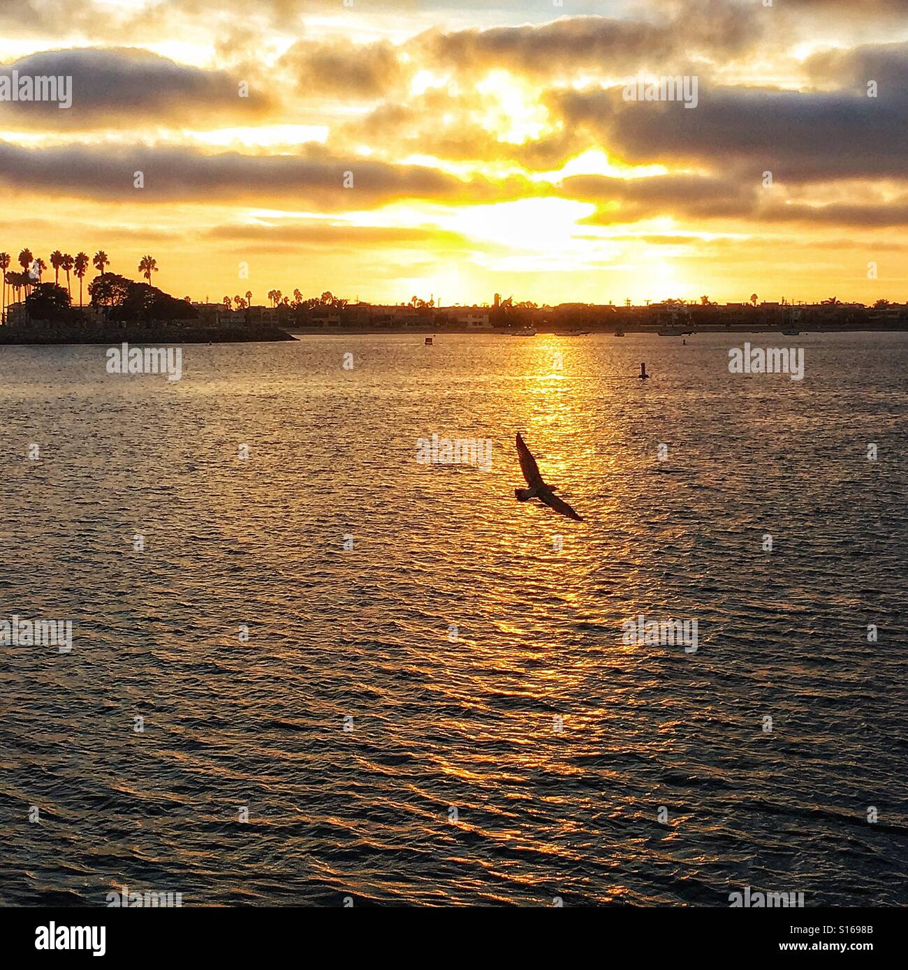 San diego bay and bird hi-res stock photography and images - Alamy