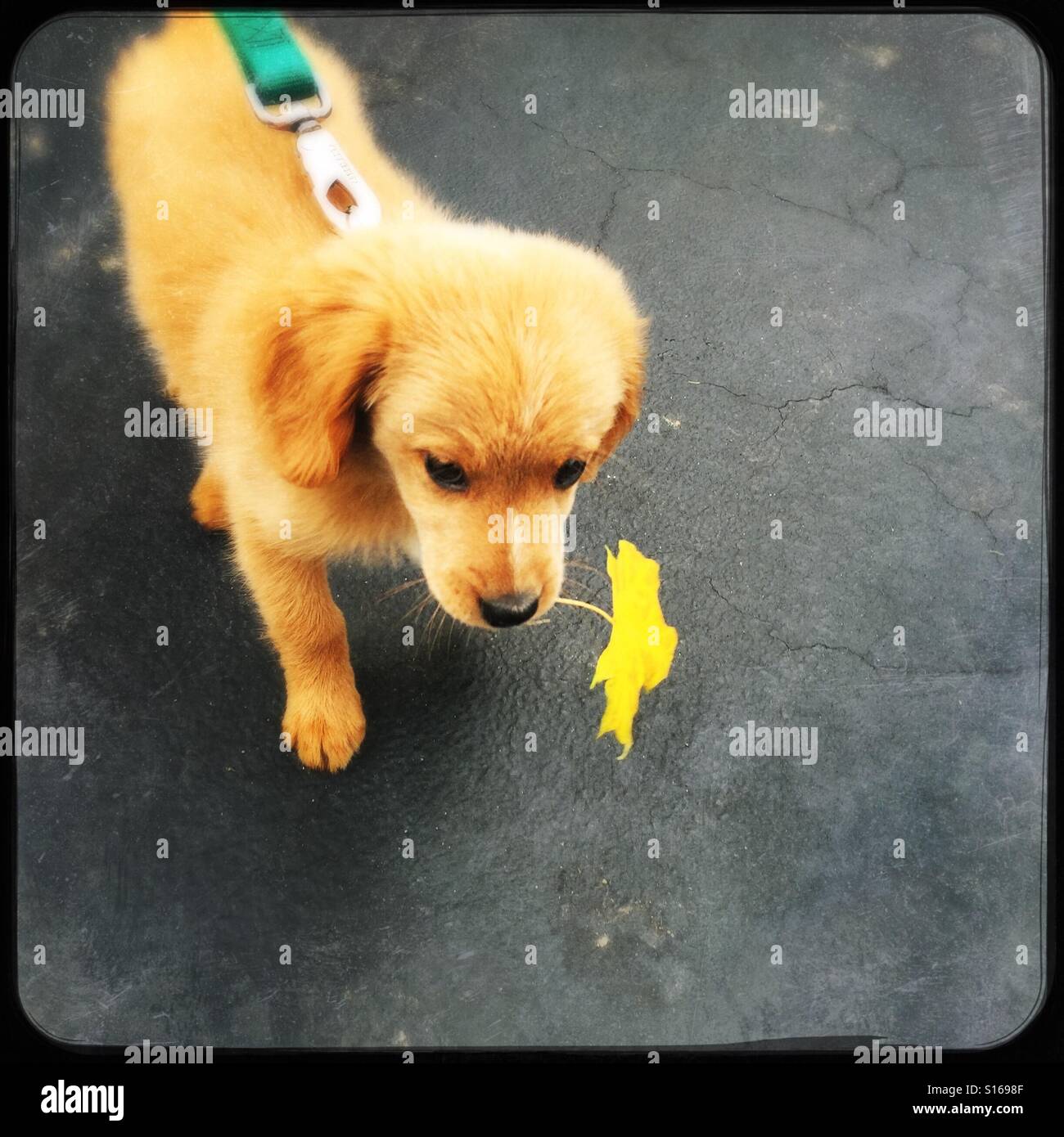 Cute puppy carrying leaf in her mouth - Smartphone Captured Stock Image