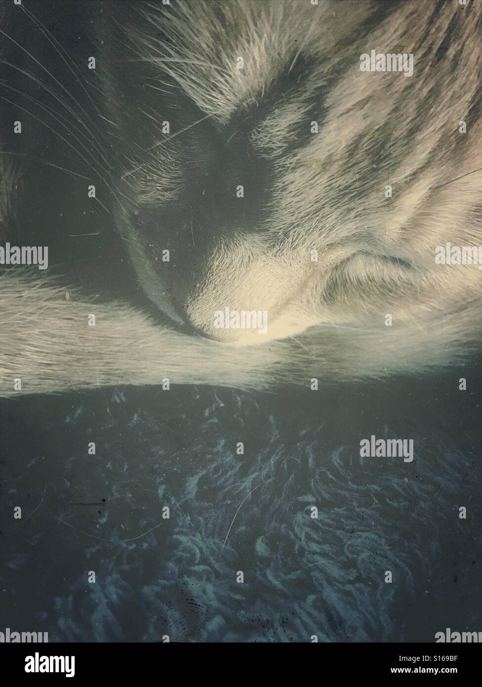 Napping cat with copy space - Smartphone Captured Stock Image