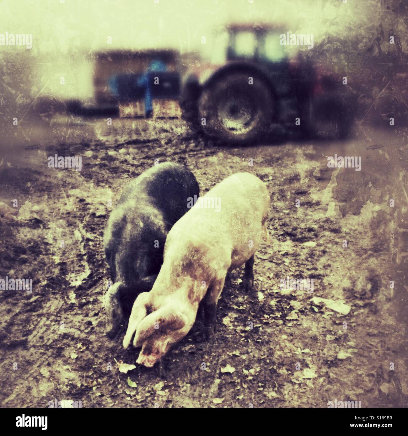 Black and white pigs on a Hampshire farm, England, United Kingdom. - Smartphone Captured Stock Image