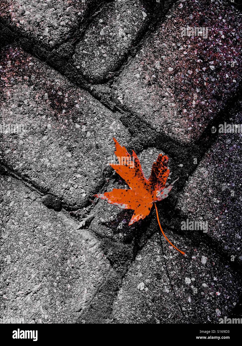 Maple leaf on grey stone - Smartphone Captured Stock Image