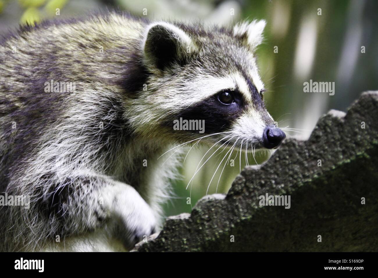 Trash panda hi-res stock photography and images - Alamy