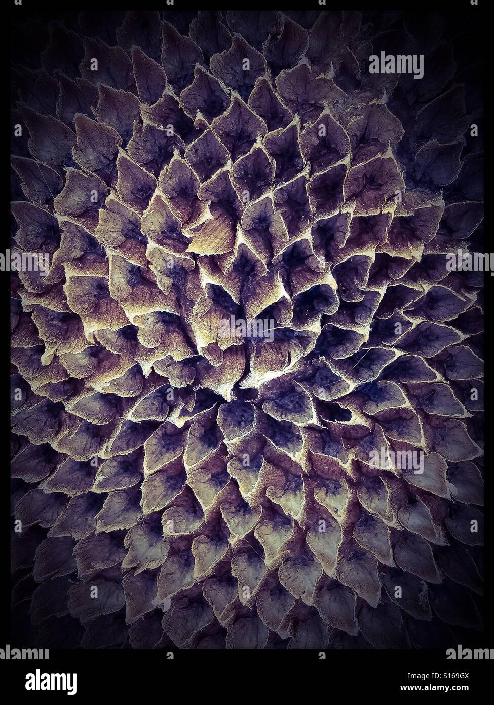 Dried Sunflower head Stock Photo