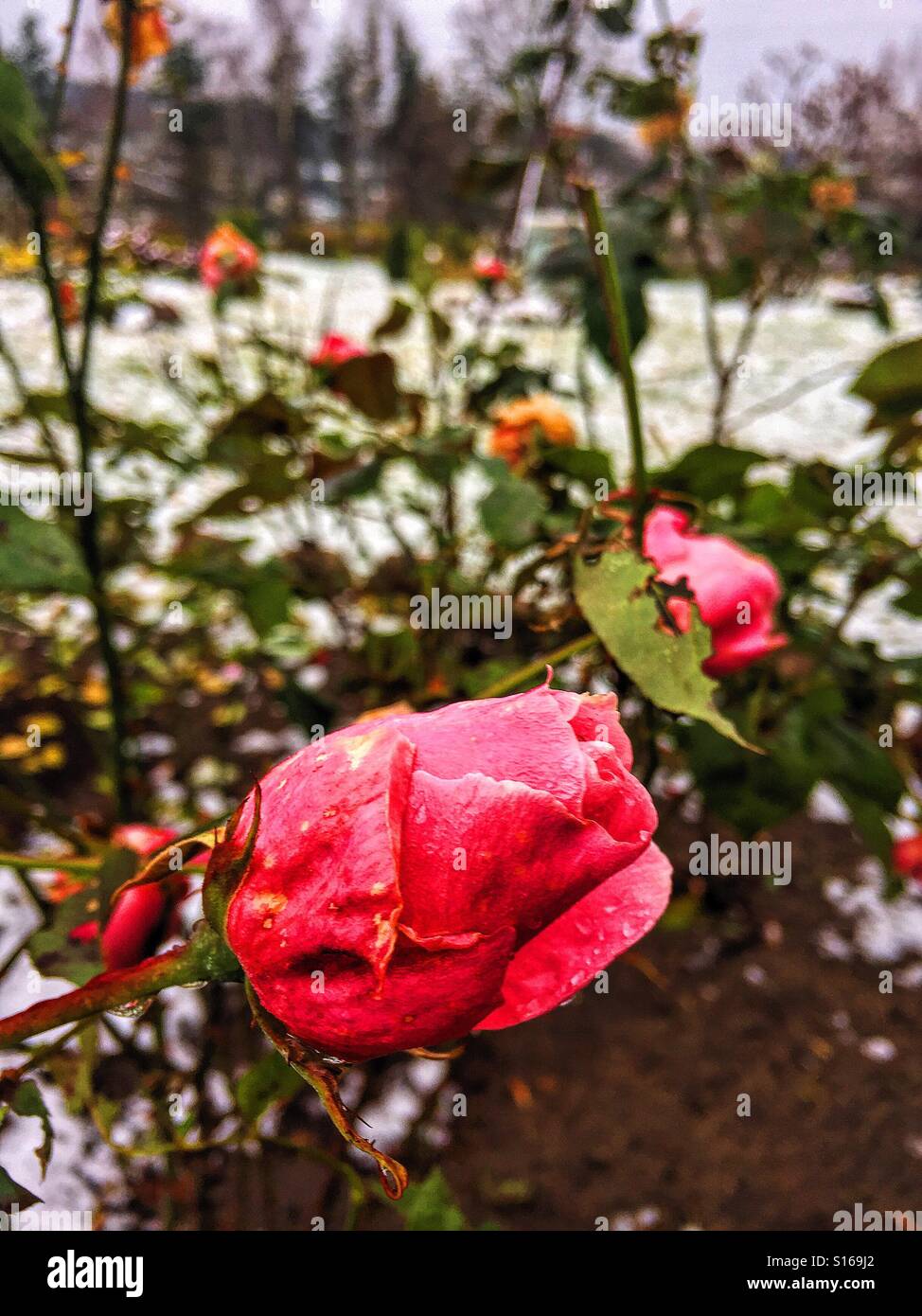 First snow and last Roses Stock Photo Alamy