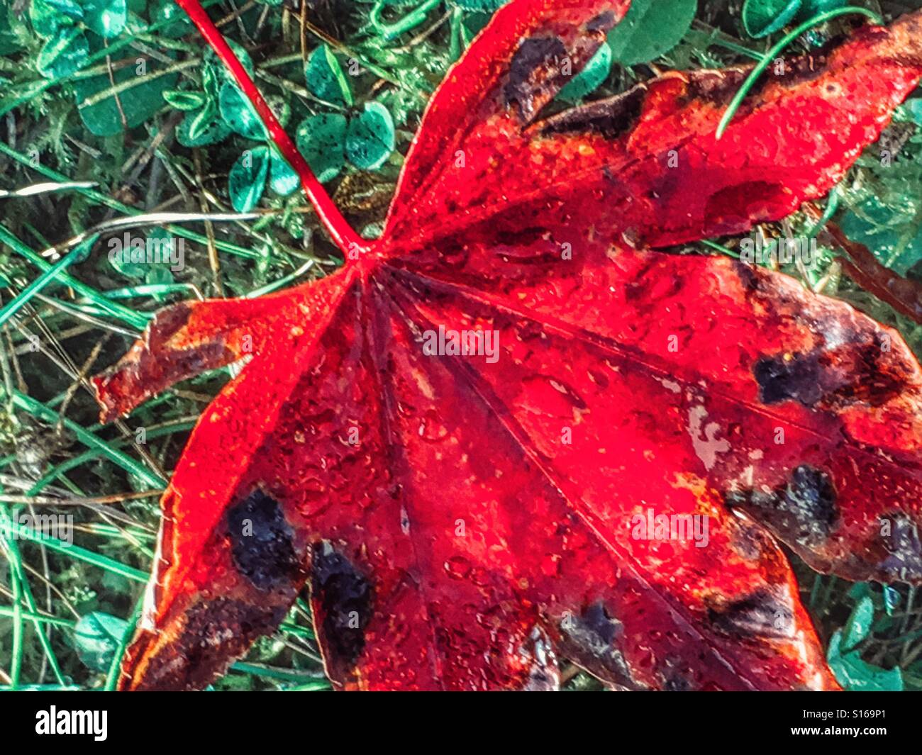 Red wet hi-res stock photography and images - Alamy