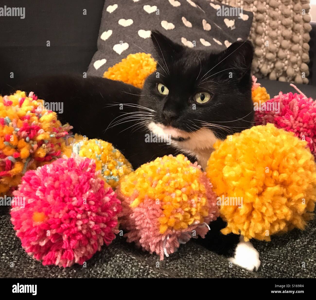 pom poms for cats