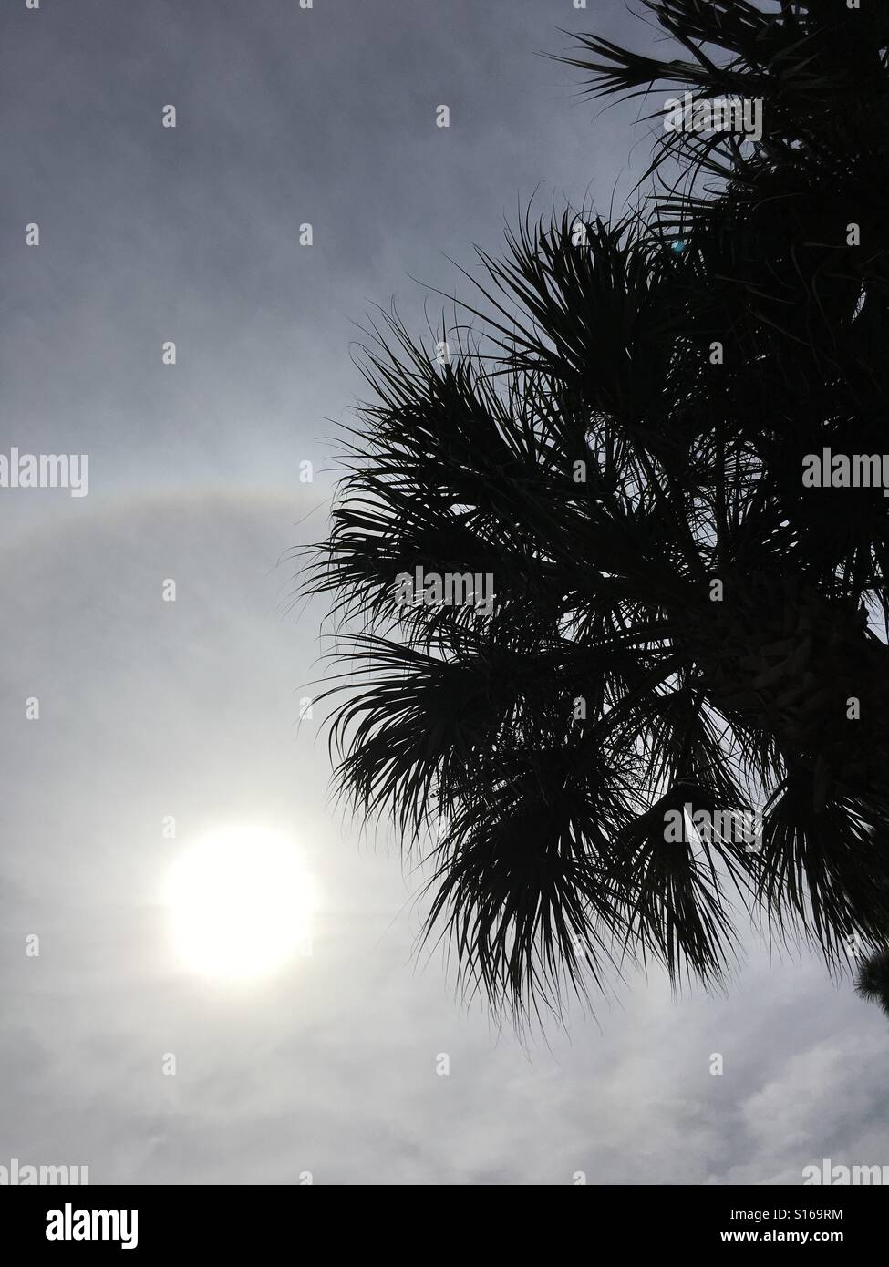 Halo Around the Sun - Smartphone Captured Stock Image