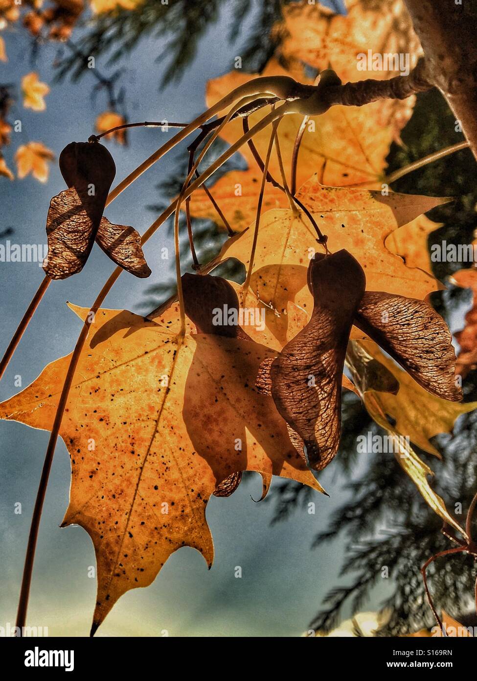 Patterns in Nature - Golden leaves and winged seeds of a maple tree in late afternoon autumn sunshine - Smartphone Captured Stock Image