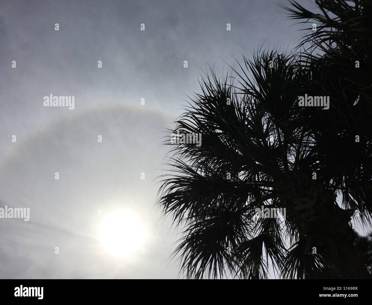 Halo Around the Sun - Smartphone Captured Stock Image