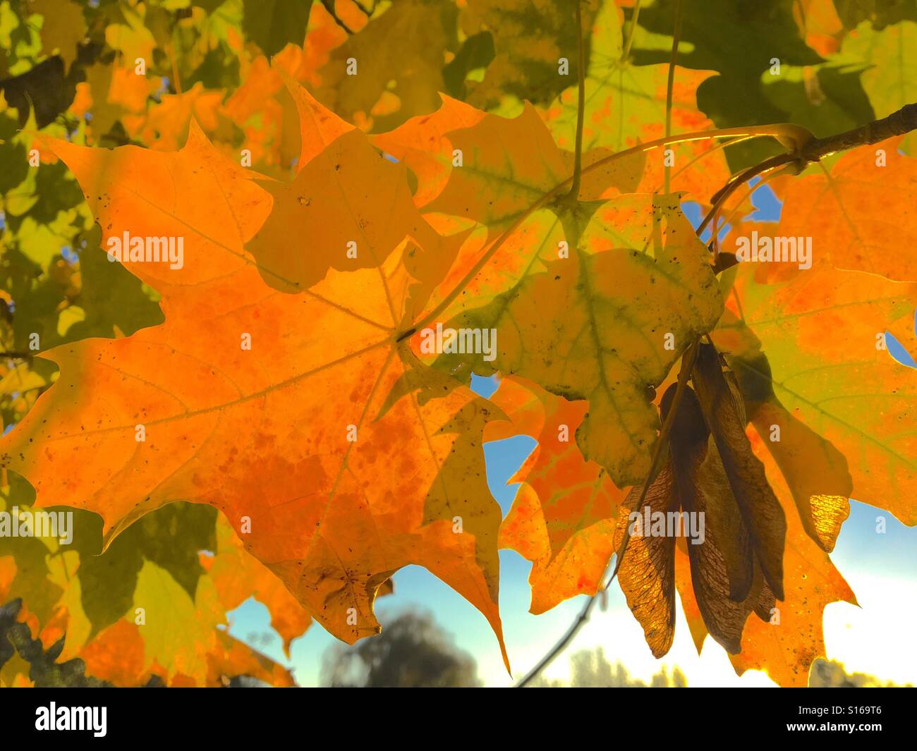 Patterns in Nature - Golden leaves and winged seeds of a maple tree in afternoon sunshine on a fine autumn day in November - Smartphone Captured Stock Image