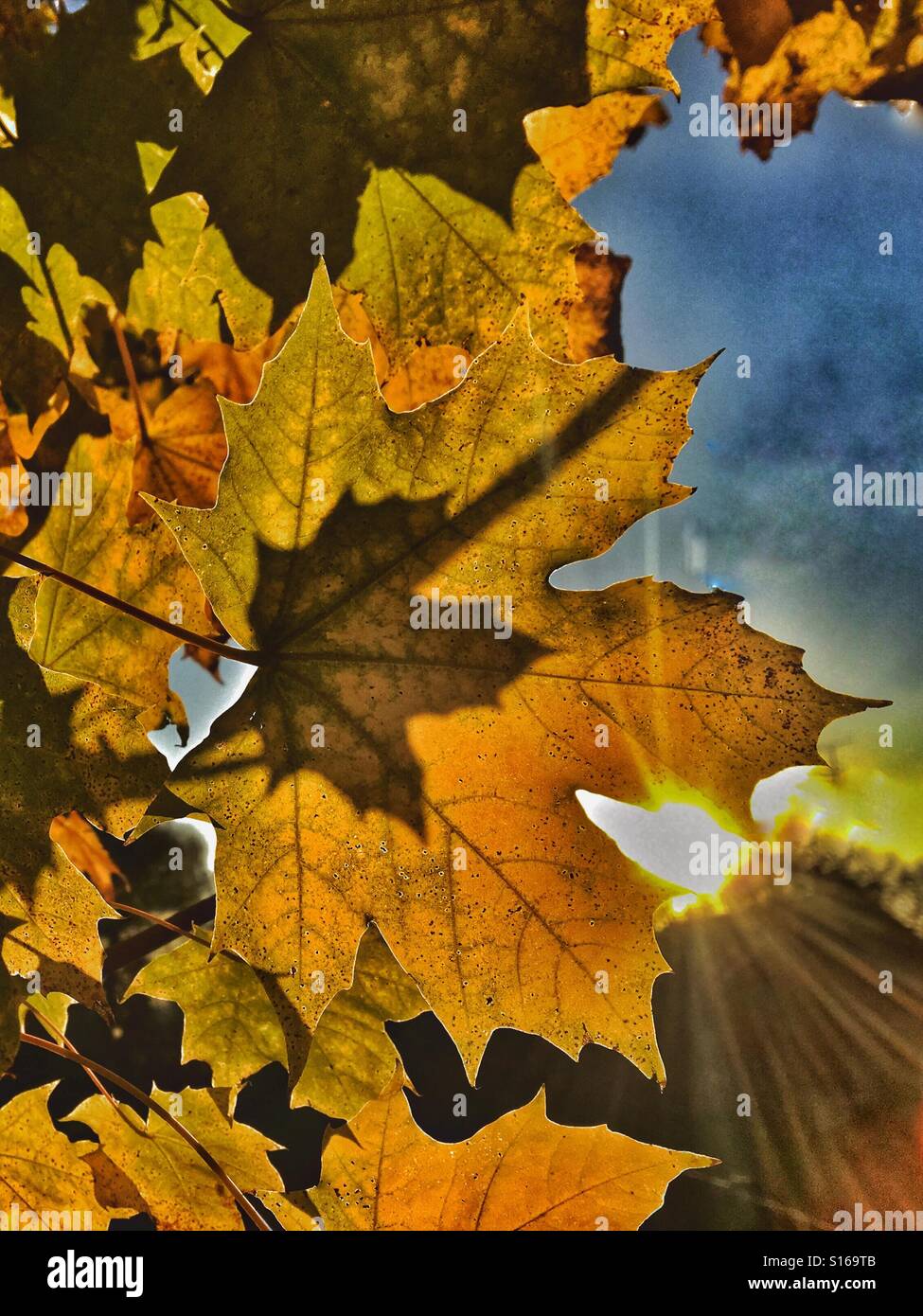 Patterns in Nature - Golden brown leaves of a maple tree in autumn, with setting afternoon sunshine in November - Smartphone Captured Stock Image