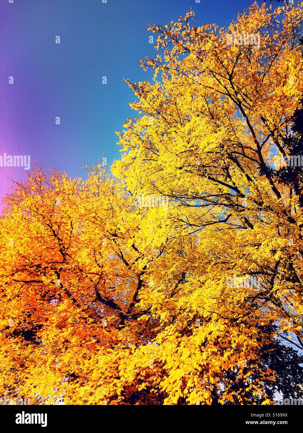 Fall foliage in the north east, USA - Smartphone Captured Stock Image