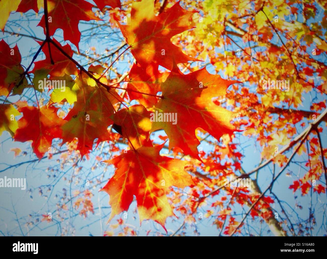 Beautiful orange and yellow fall leaves against the blue sky Stock ...