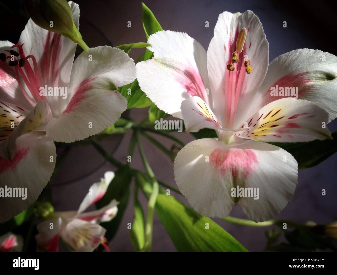 Delicate small pink Iris - Smartphone Captured Stock Image