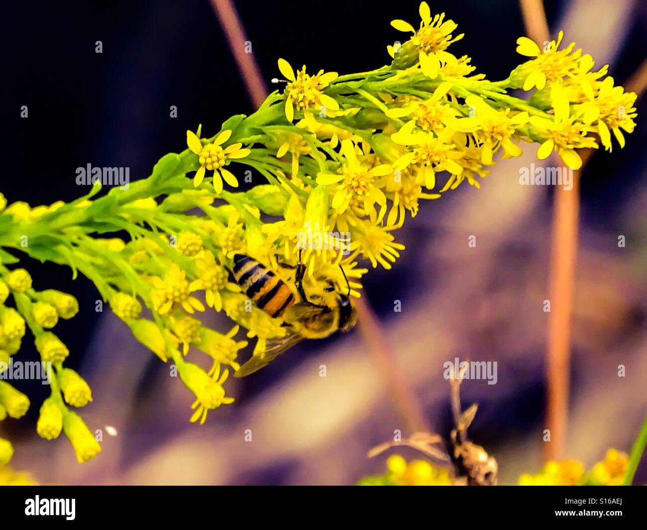 Bumble bee pollen hi-res stock photography and images - Alamy