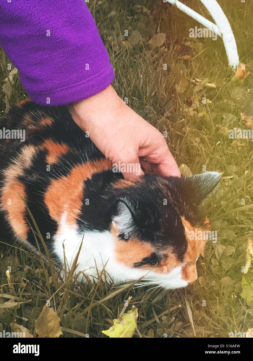 Hand stroking cat - Smartphone Captured Stock Image