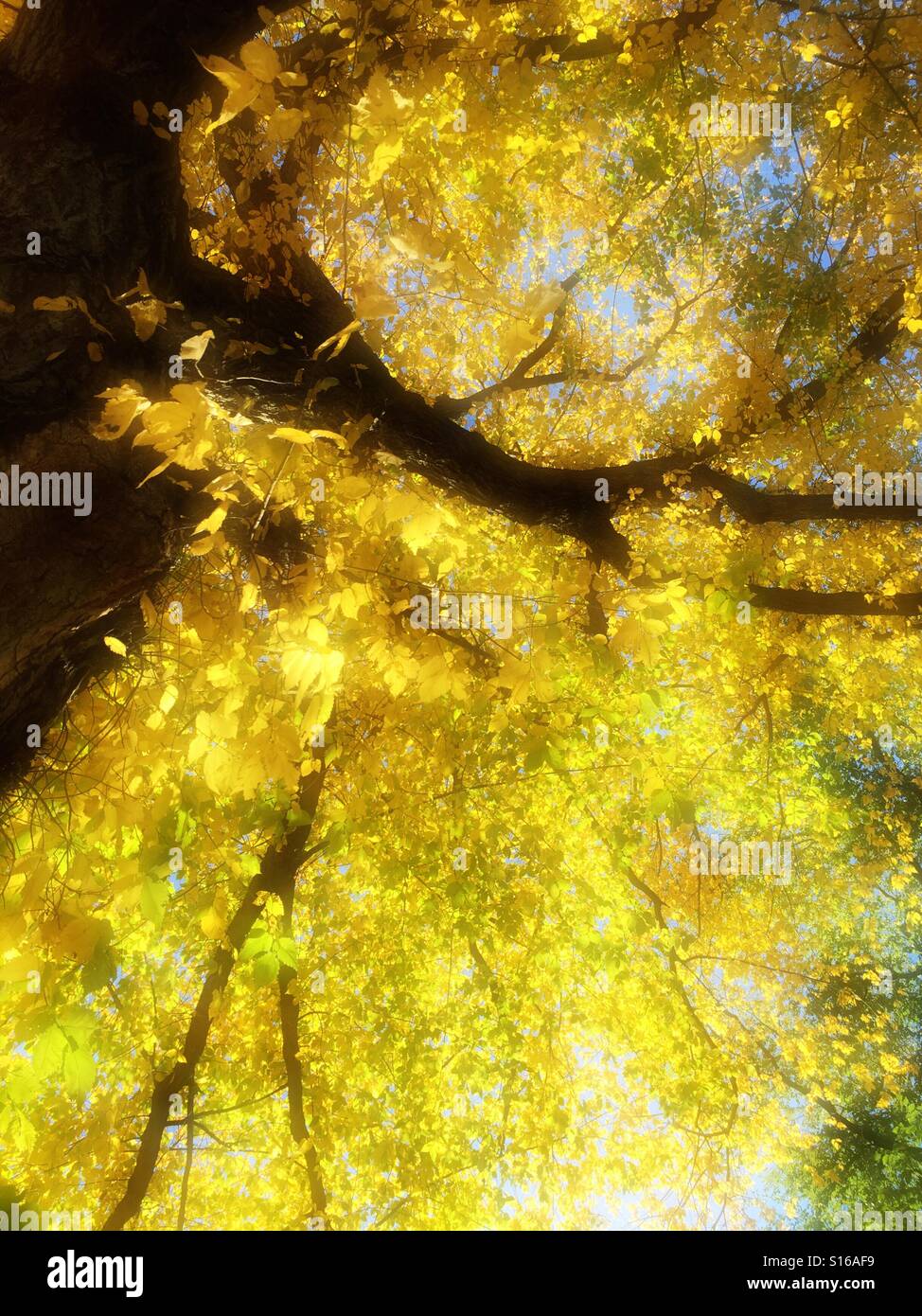 Fall foliage - Smartphone Captured Stock Image