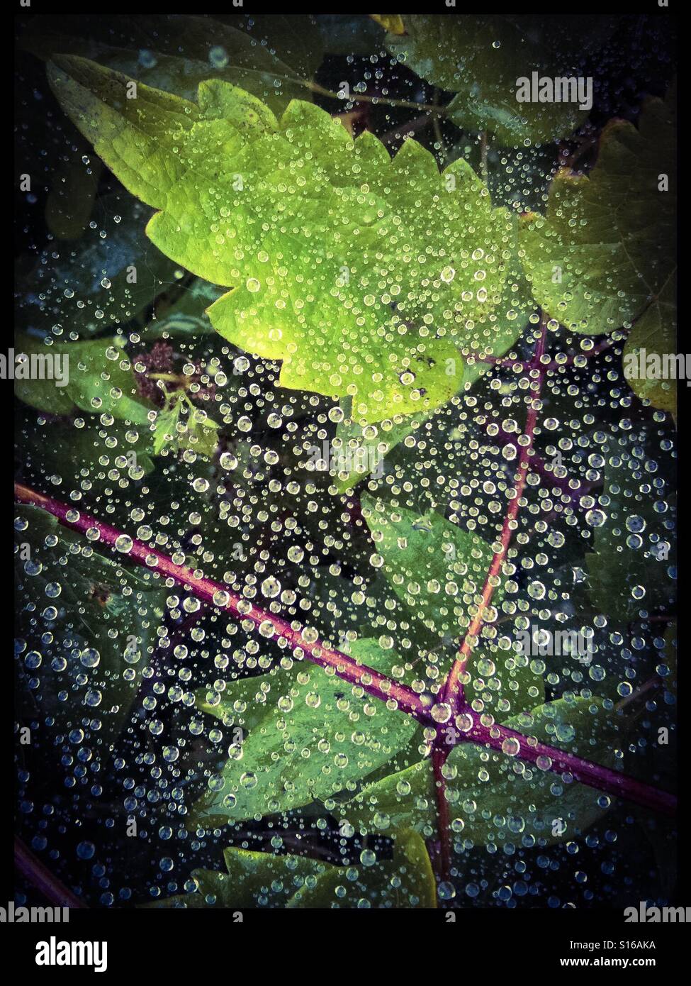 Leaves with water droplets Stock Photo
