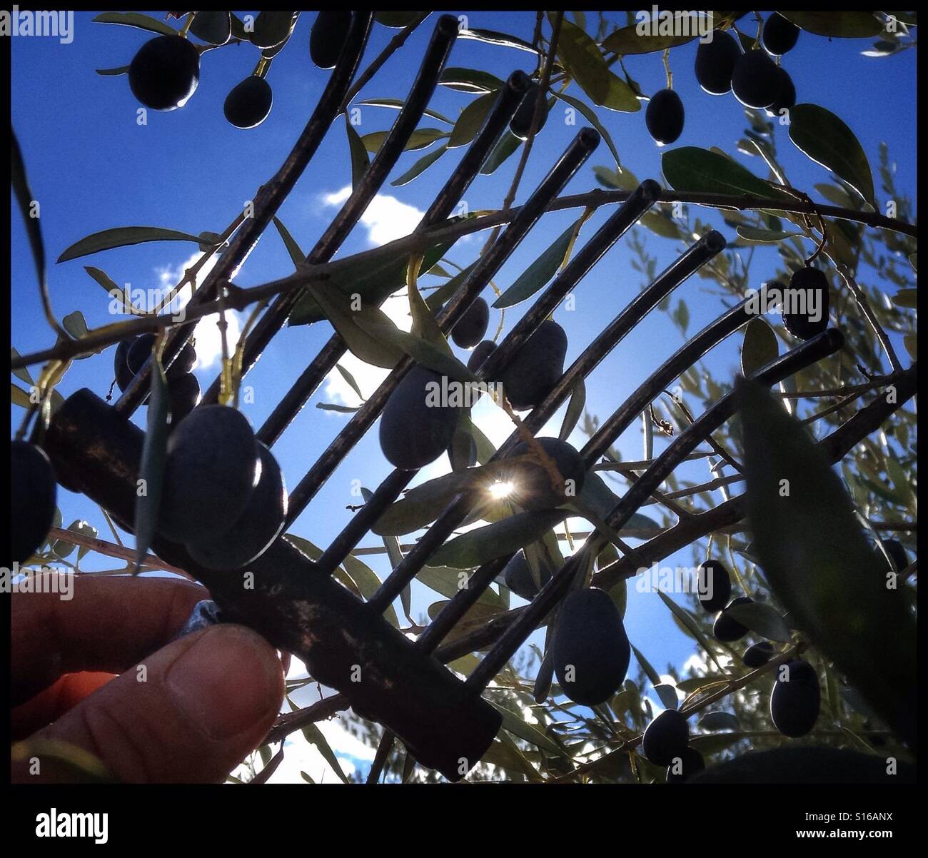 Hand-harvesting Farga olives for extra virgin olive oil, Catalonia, Spain. - Smartphone Captured Stock Image