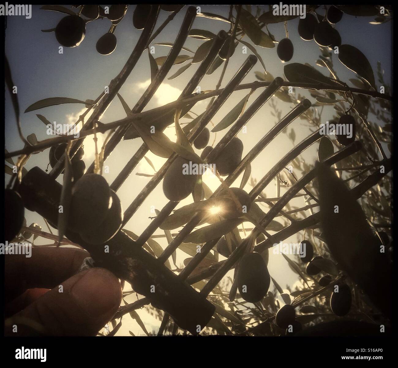 Hand-harvesting Farga olives for extra virgin olive oil, Catalonia, Spain. - Smartphone Captured Stock Image