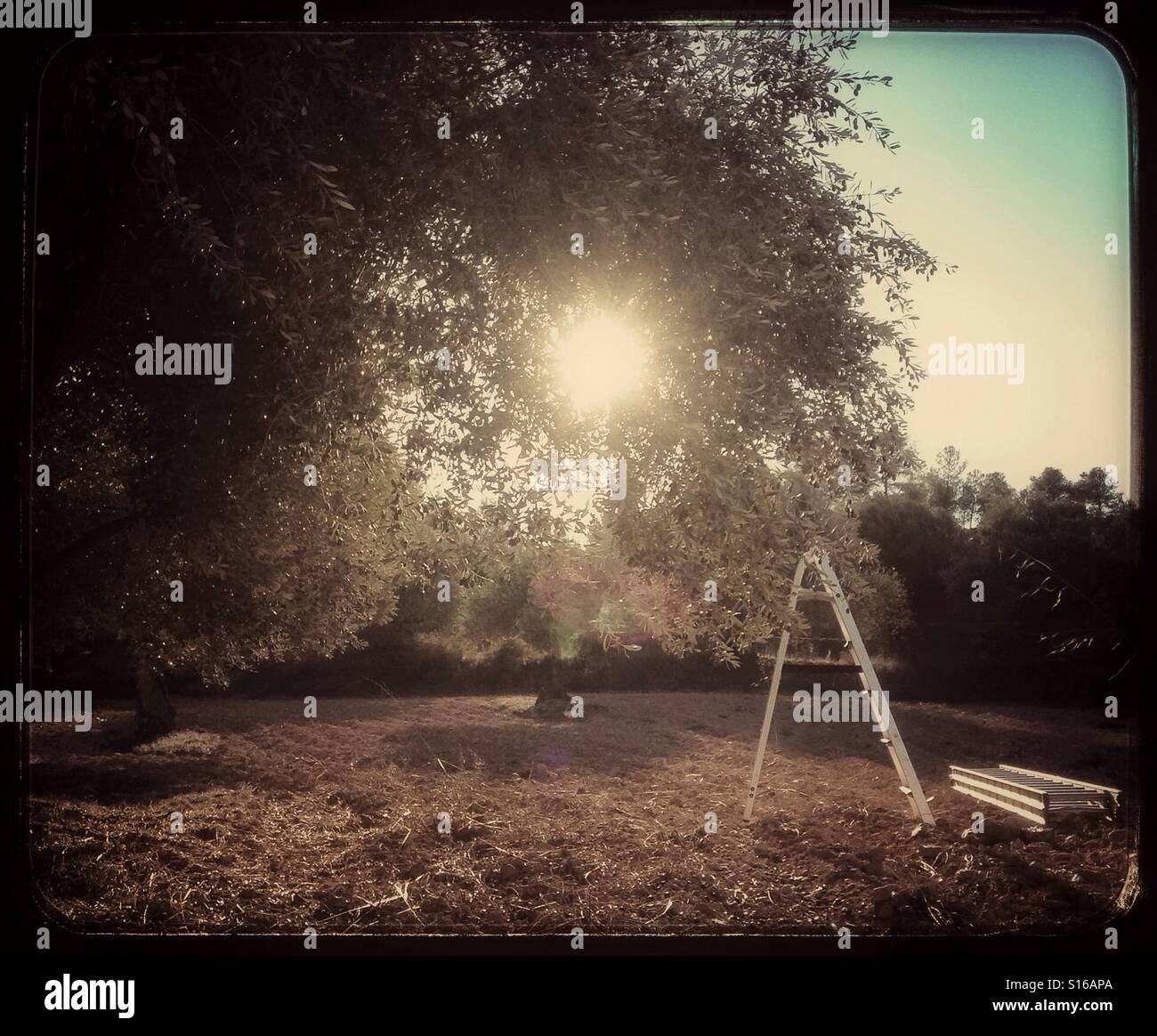 Hand-harvesting Farga olives for extra virgin olive oil, Catalonia, Spain. - Smartphone Captured Stock Image