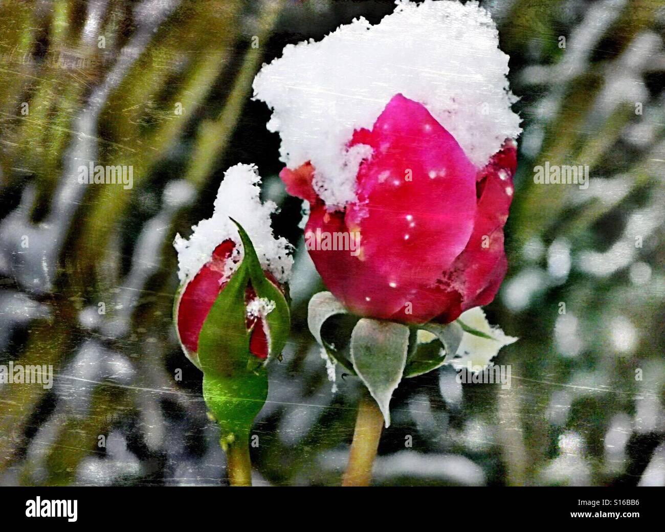 Roses in my garden, with snow hat! - Smartphone Captured Stock Image