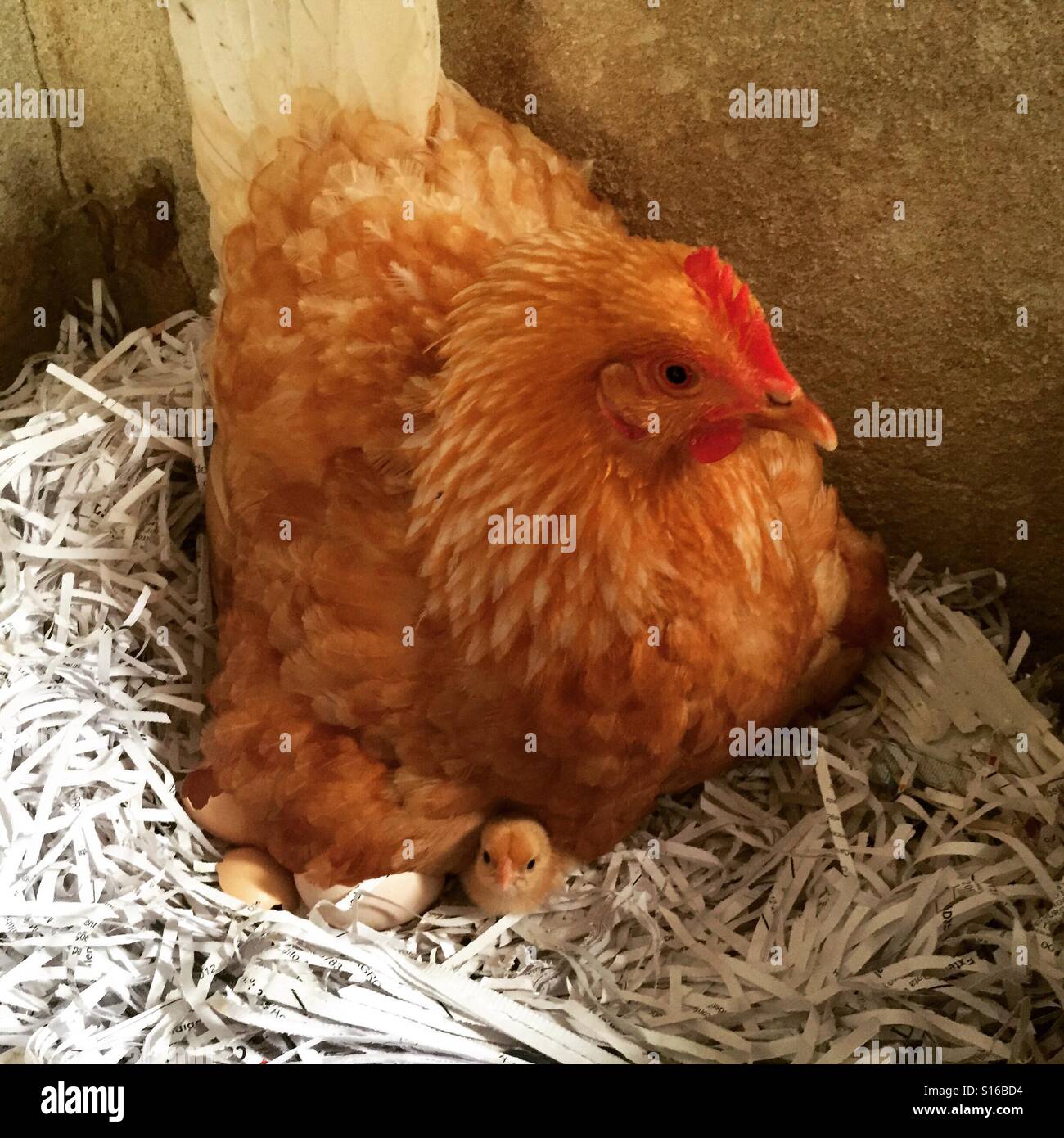 Mother chicken with chicks Stock Photo - Alamy