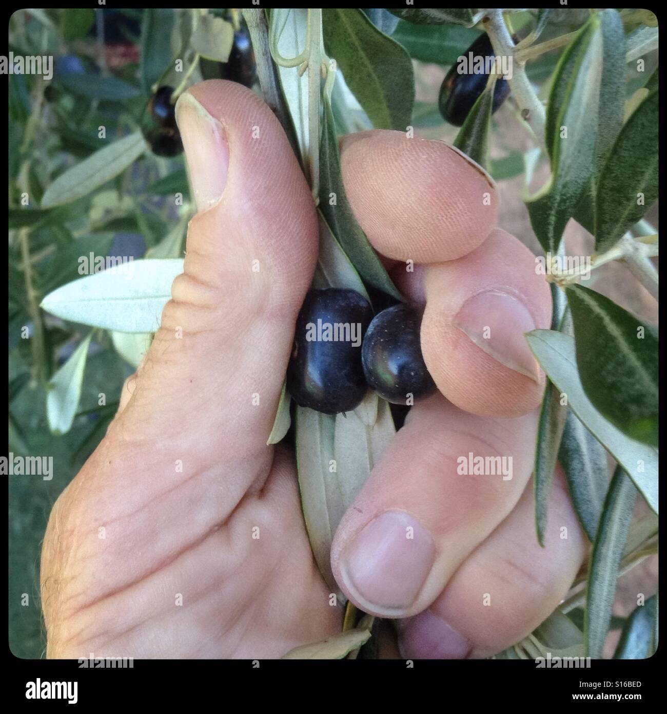 Hand-harvesting Farga olives for extra virgin olive oil, Catalonia, Spain. - Smartphone Captured Stock Image
