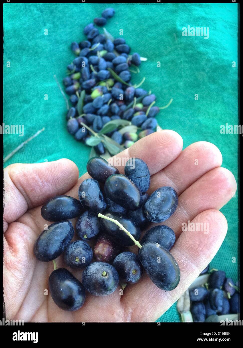 Hand-harvesting Farga olives for extra virgin olive oil, Catalonia, Spain. - Smartphone Captured Stock Image