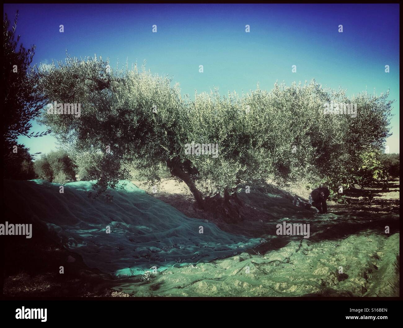 Hand-harvesting Farga olives for extra virgin olive oil, Catalonia, Spain. - Smartphone Captured Stock Image
