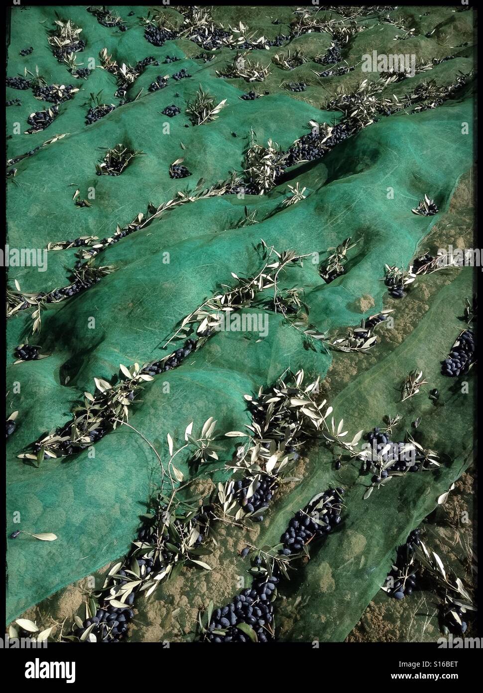 Hand-harvesting Farga olives for extra virgin olive oil, Catalonia, Spain. - Smartphone Captured Stock Image