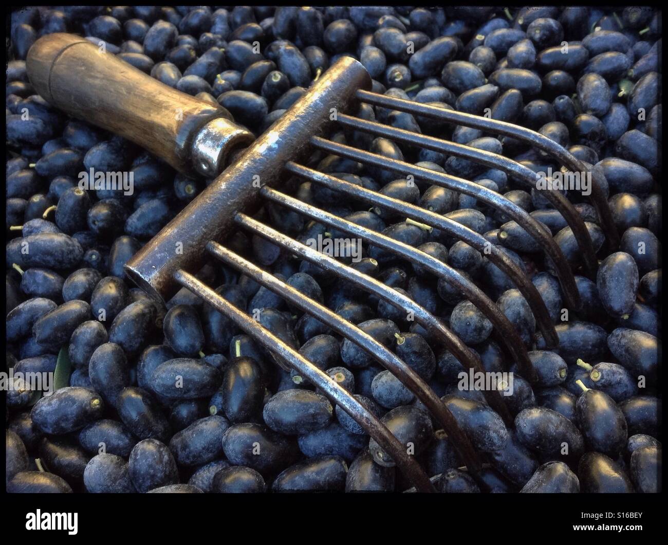 Hand-harvesting Farga olives for extra virgin olive oil, Catalonia, Spain. - Smartphone Captured Stock Image