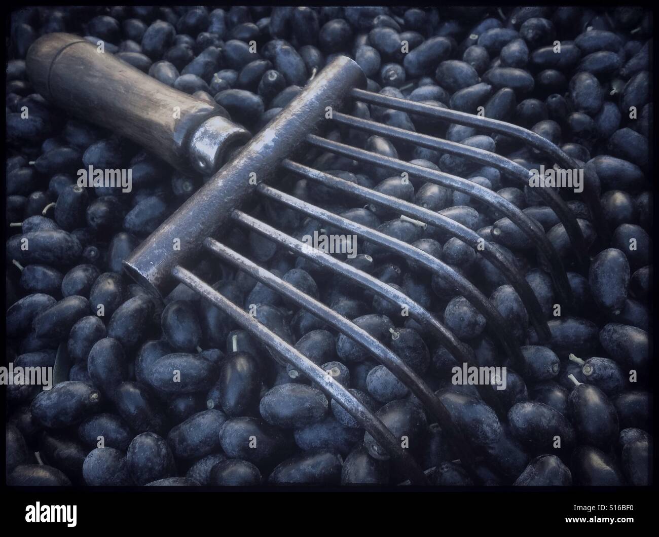 Hand-harvesting Farga olives for extra virgin olive oil, Catalonia, Spain. - Smartphone Captured Stock Image