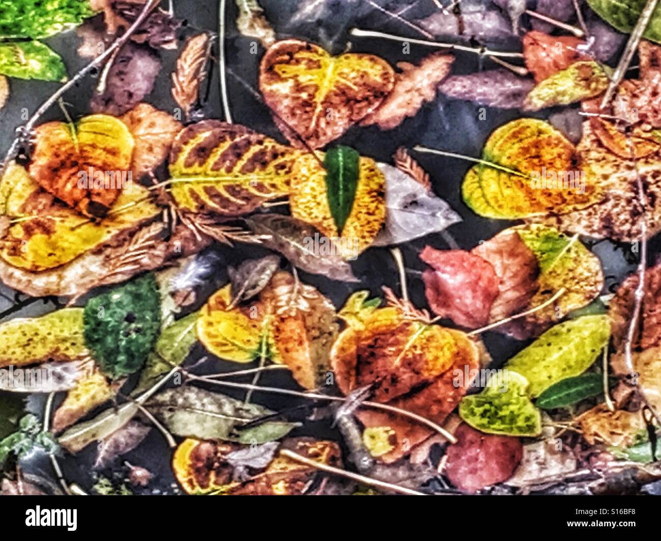 Floating Red Leaves High Resolution Stock Photography and Images - Alamy