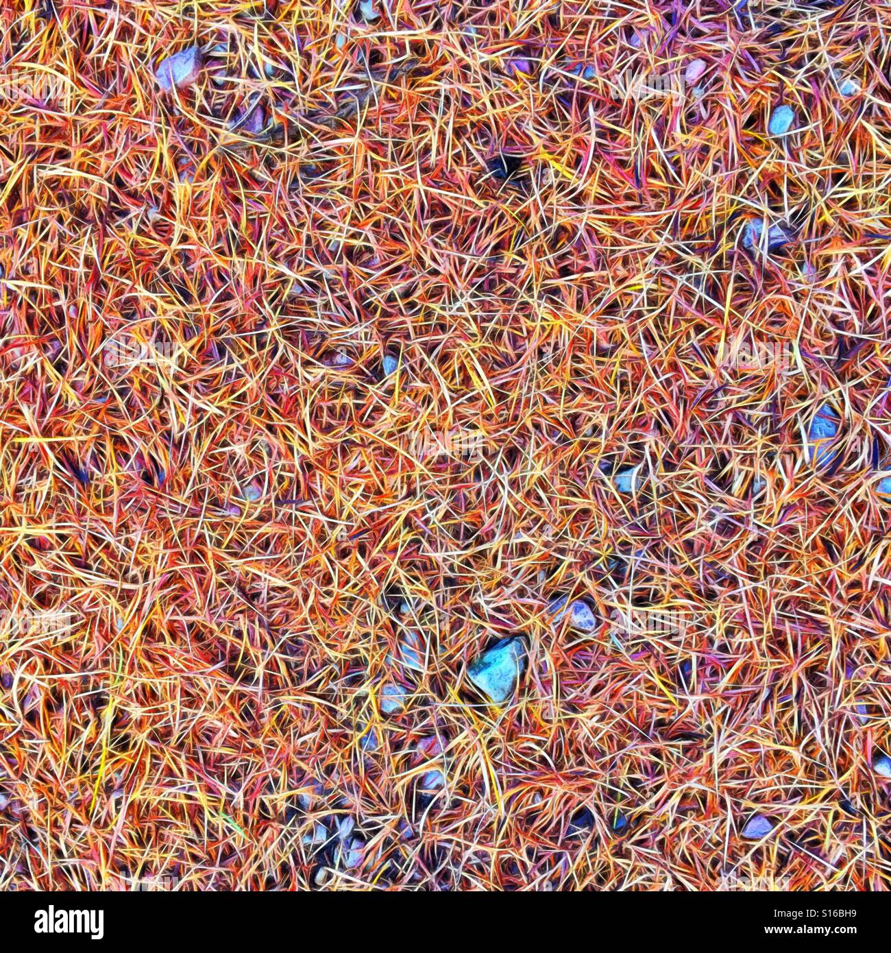 Pine needles on forest floor - Smartphone Captured Stock Image