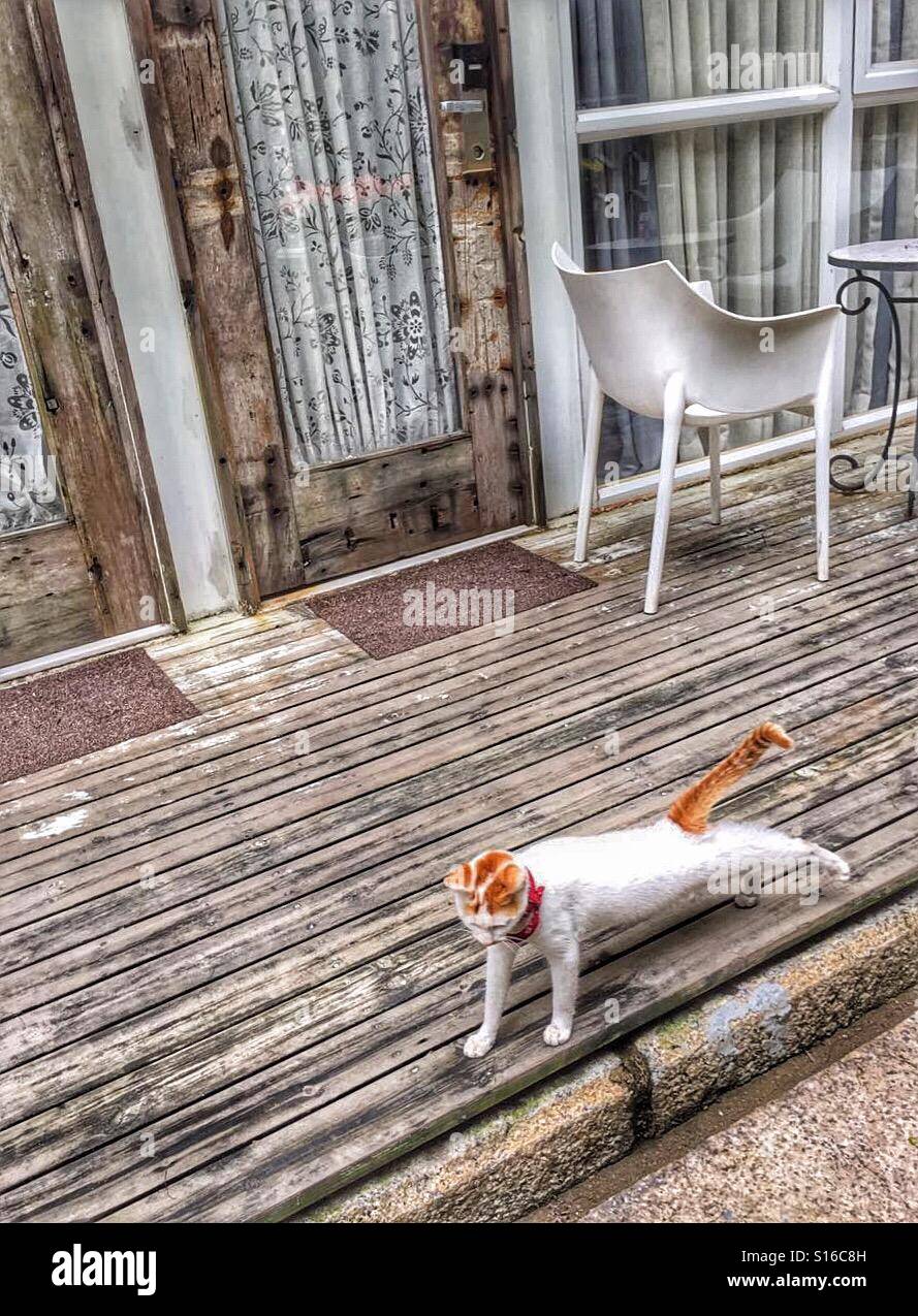 Morning exercises by cat - Smartphone Captured Stock Image