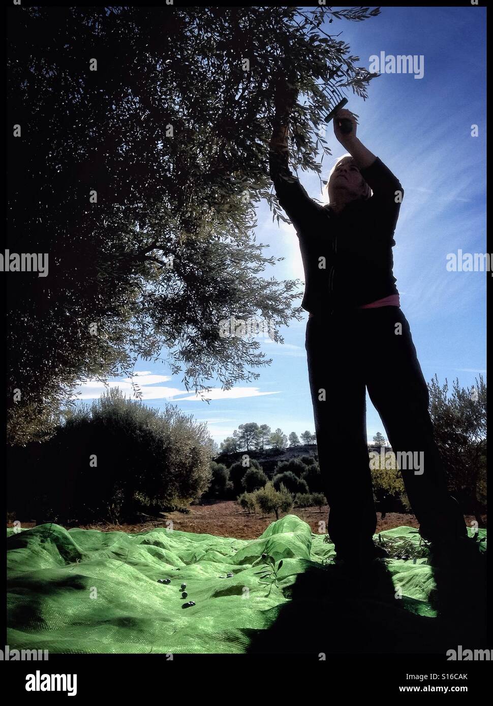 Hand-harvesting Farga olives for extra virgin olive oil, Catalonia, Spain. - Smartphone Captured Stock Image