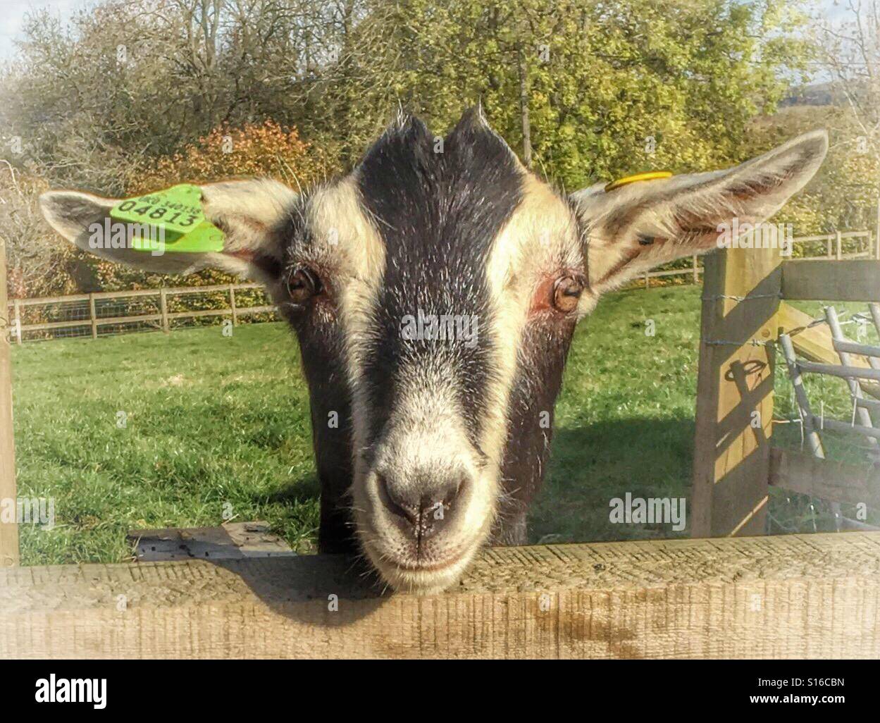 Young Toggenburg goat looking over a gate Stock Photo