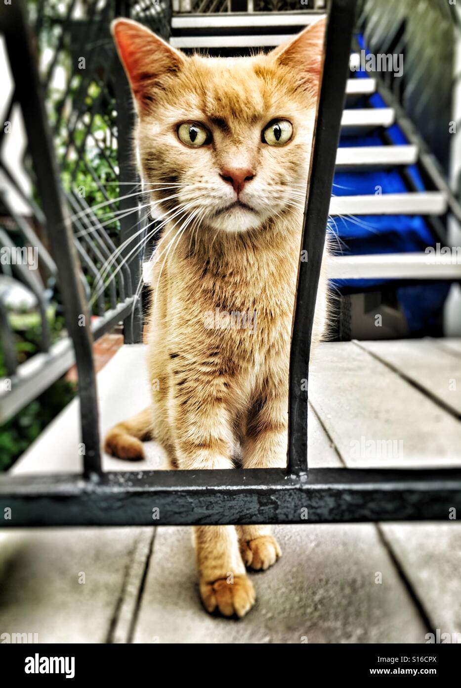 Cat staring. - Smartphone Captured Stock Image