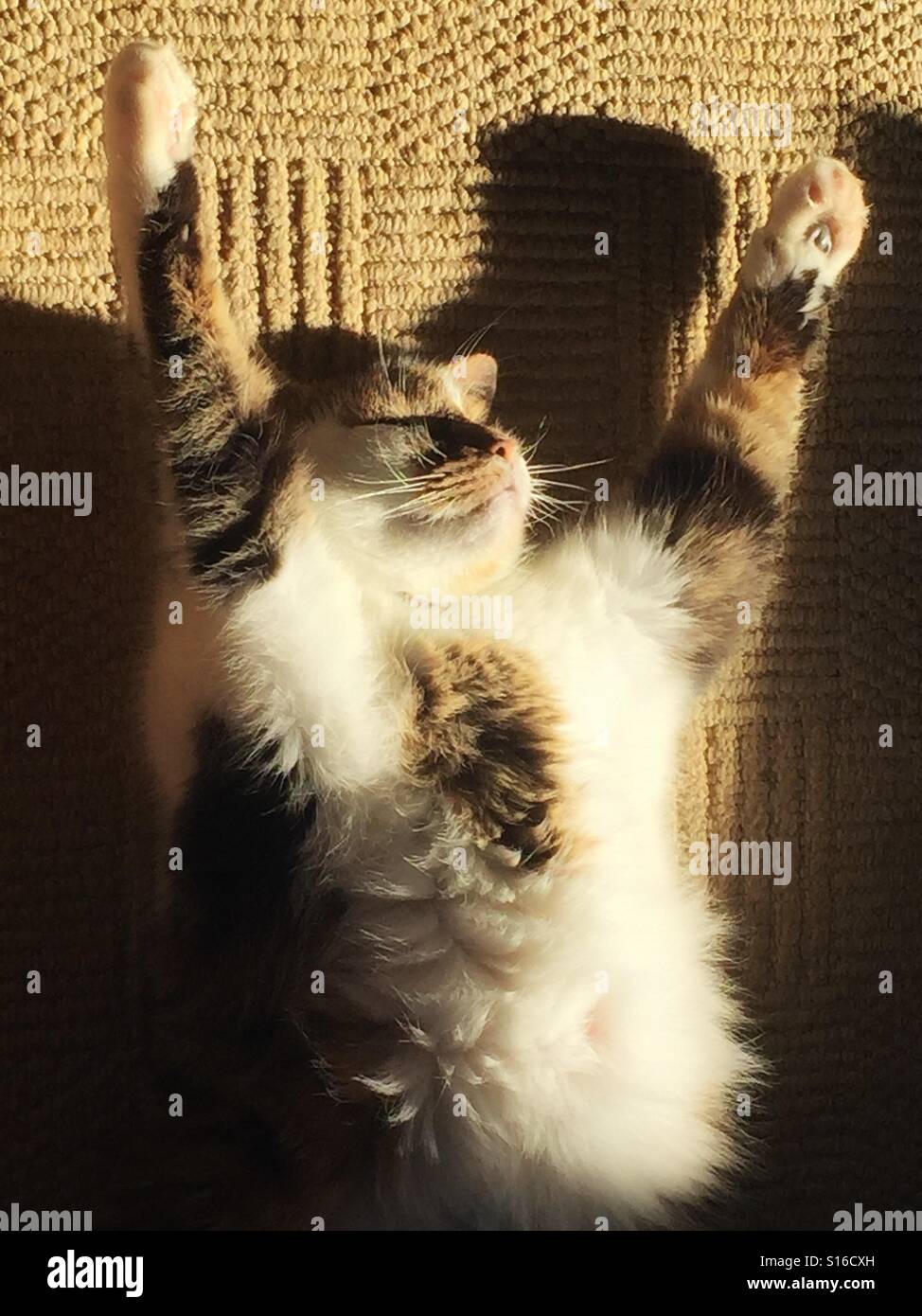 Sunbathing cat. Stock Photo