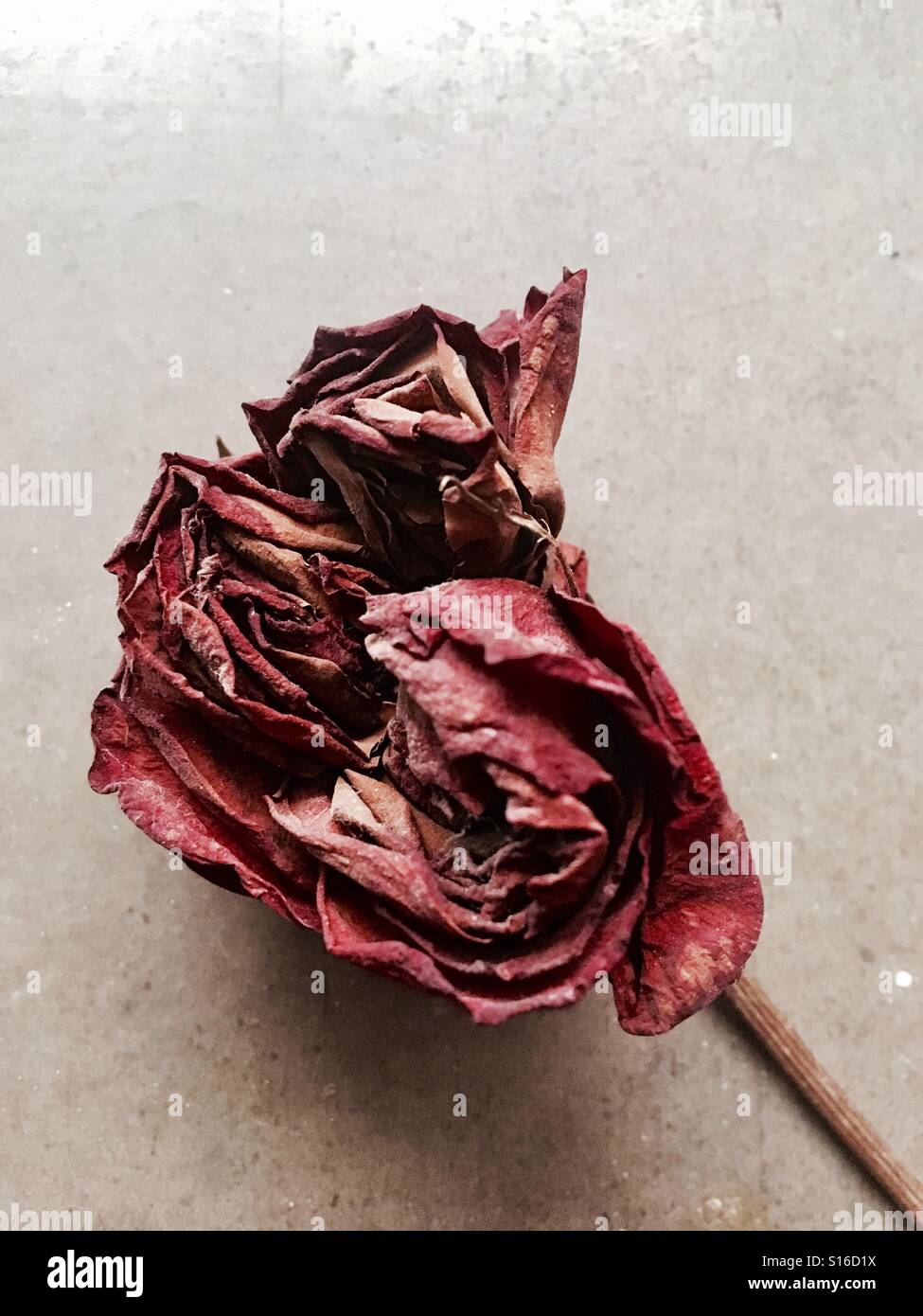 Dry red rose flower hi-res stock photography and images - Alamy