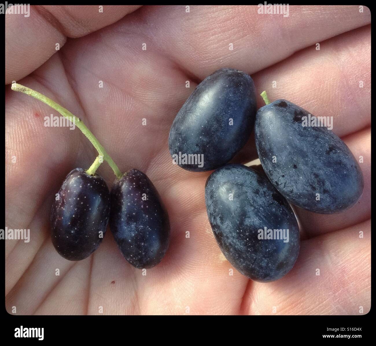 Harvesting Farga olives (left) and Empeltre olives (right) for extra virgin olive oil, Catalonia, Spain. - Smartphone Captured Stock Image
