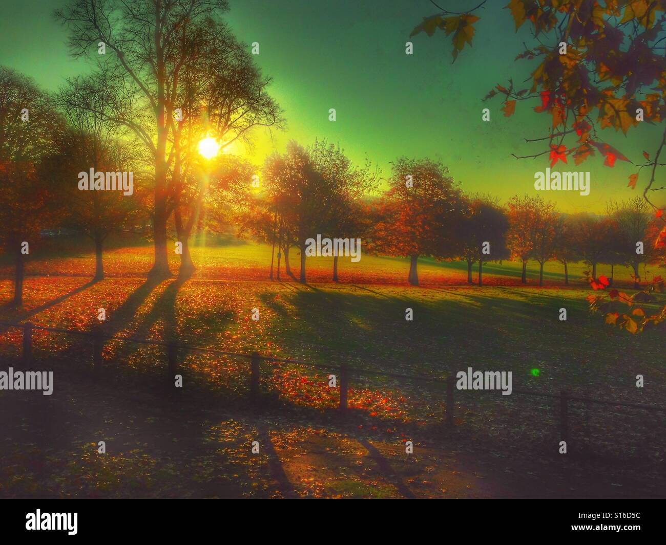 Peckham rye Autumn morning. - Smartphone Captured Stock Image