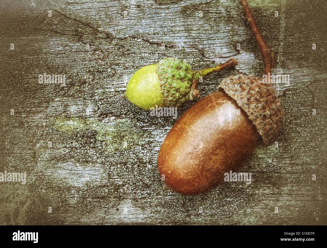 Small green acorn and large brown acorn in cups - Smartphone Captured Stock Image