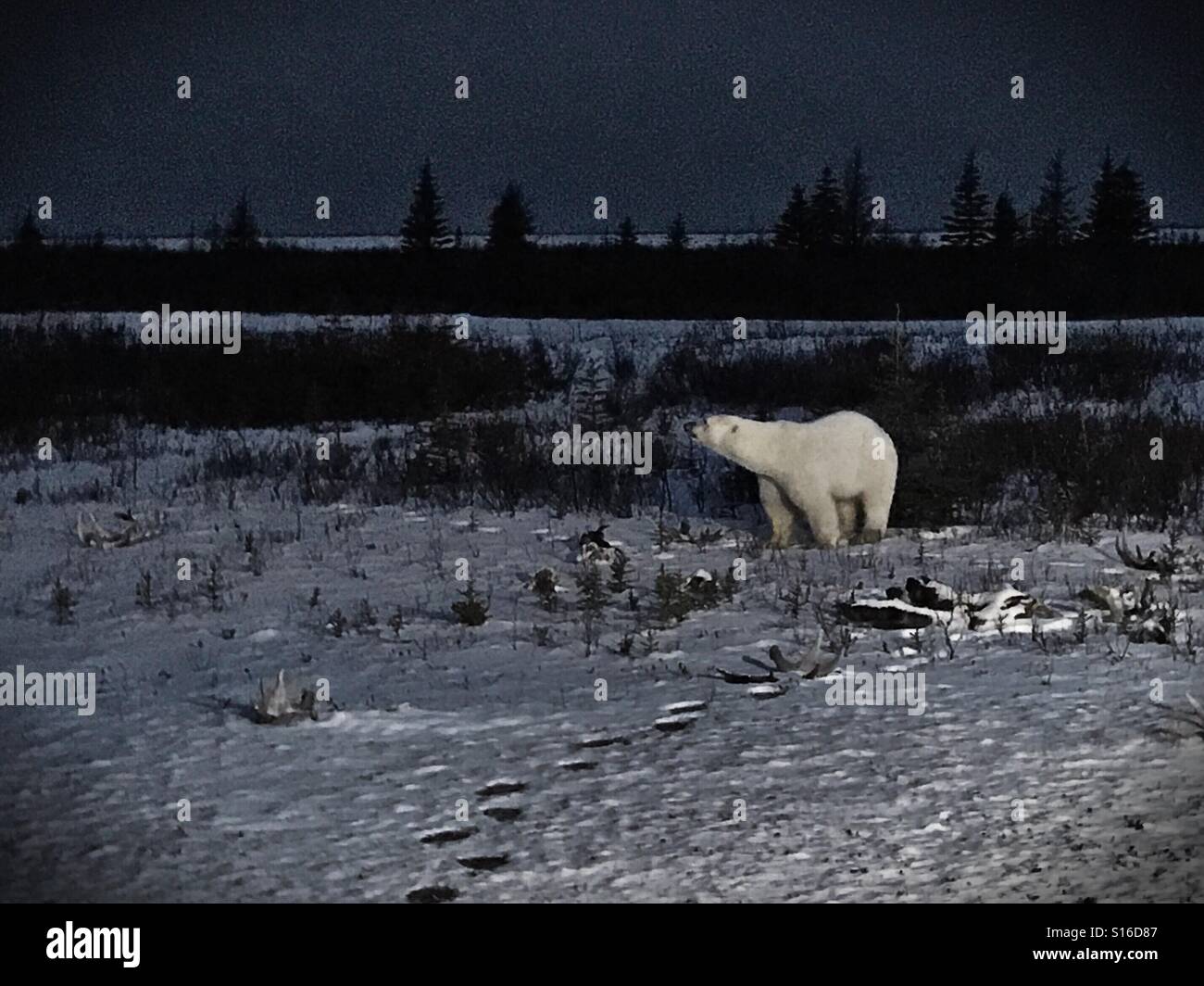 A polar bear scouts the area around a remote lodge in northern Manitoba, Canada. - Smartphone Captured Stock Image