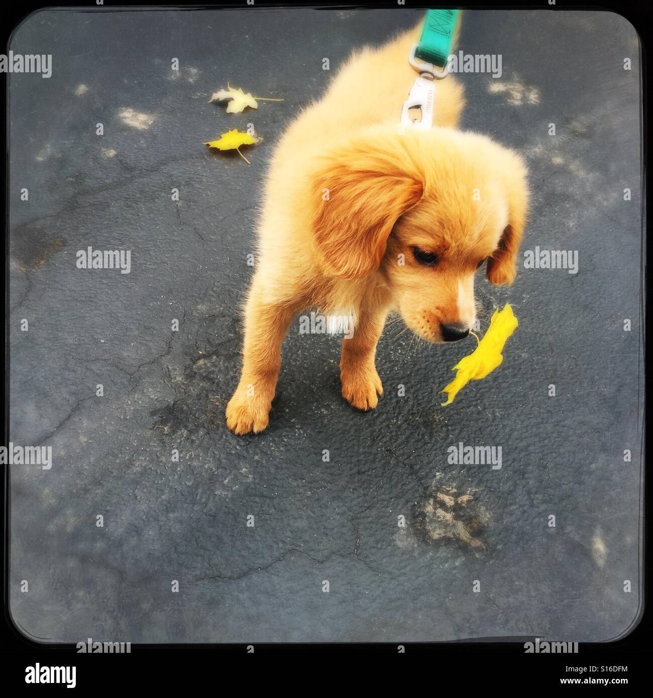 Adorable Goldendoodle puppy on drive way with leaf - Smartphone Captured Stock Image